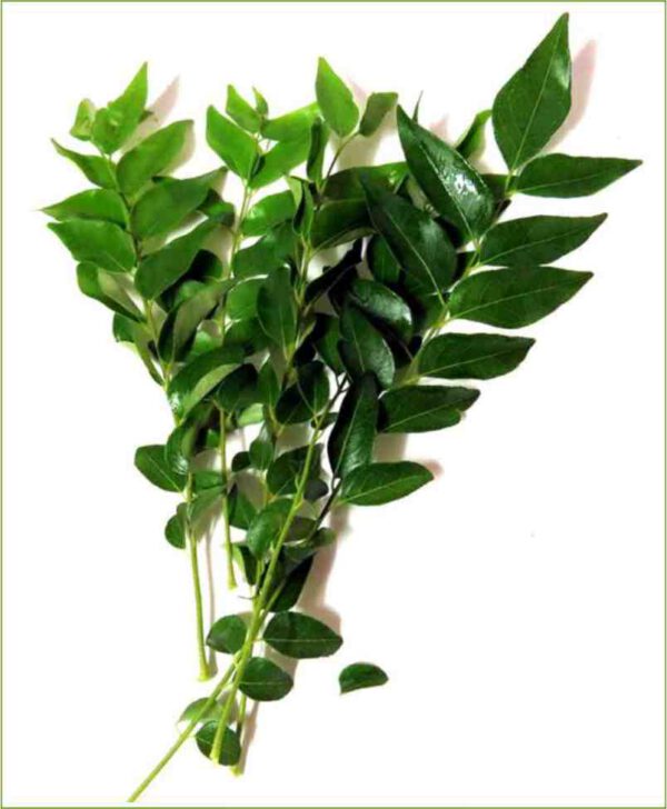 CURRY LEAF – கருவேப்பிலை (1 bunch 40g)