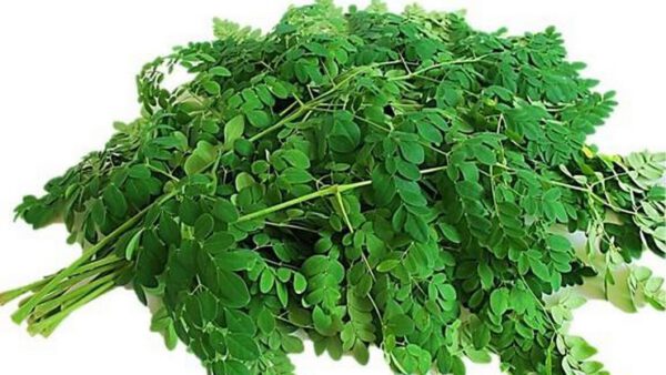 DRUMSTICK LEAVES – முருங்கை கீரை ( 1 bunch 250g)